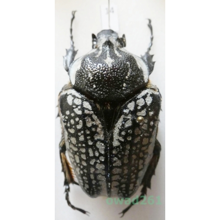 Goliathus orientalis (Moser, 1909) female Camerun 58mm14